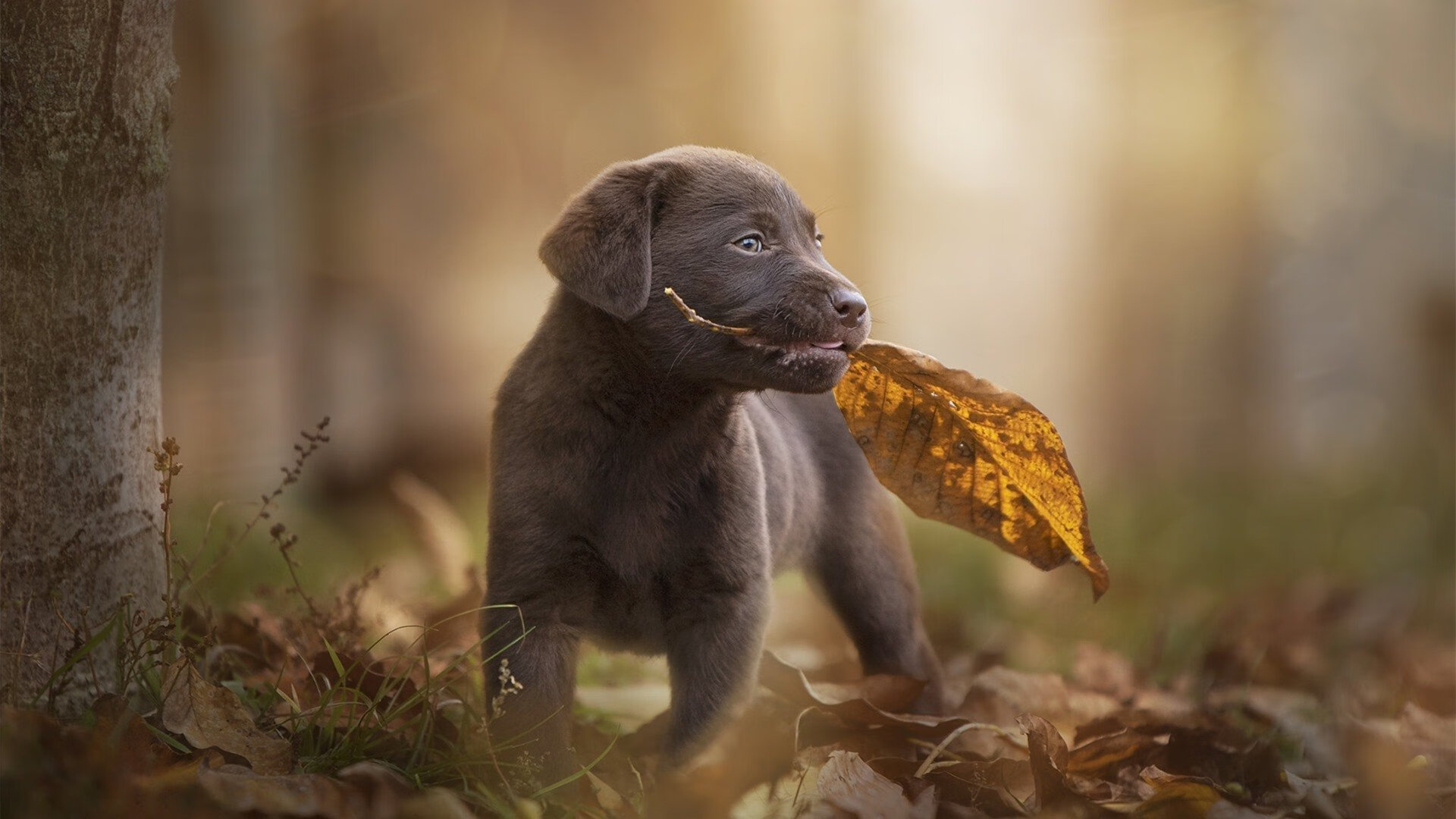 Kaiyun(中国)开云-“游泳项目聚焦！2025世界游泳锦标赛，谁将创造新纪录？”