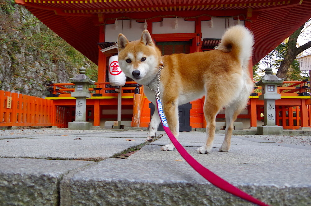 kaiyun体育综合-中国女篮替补阵容发挥稳定，中国女篮换人