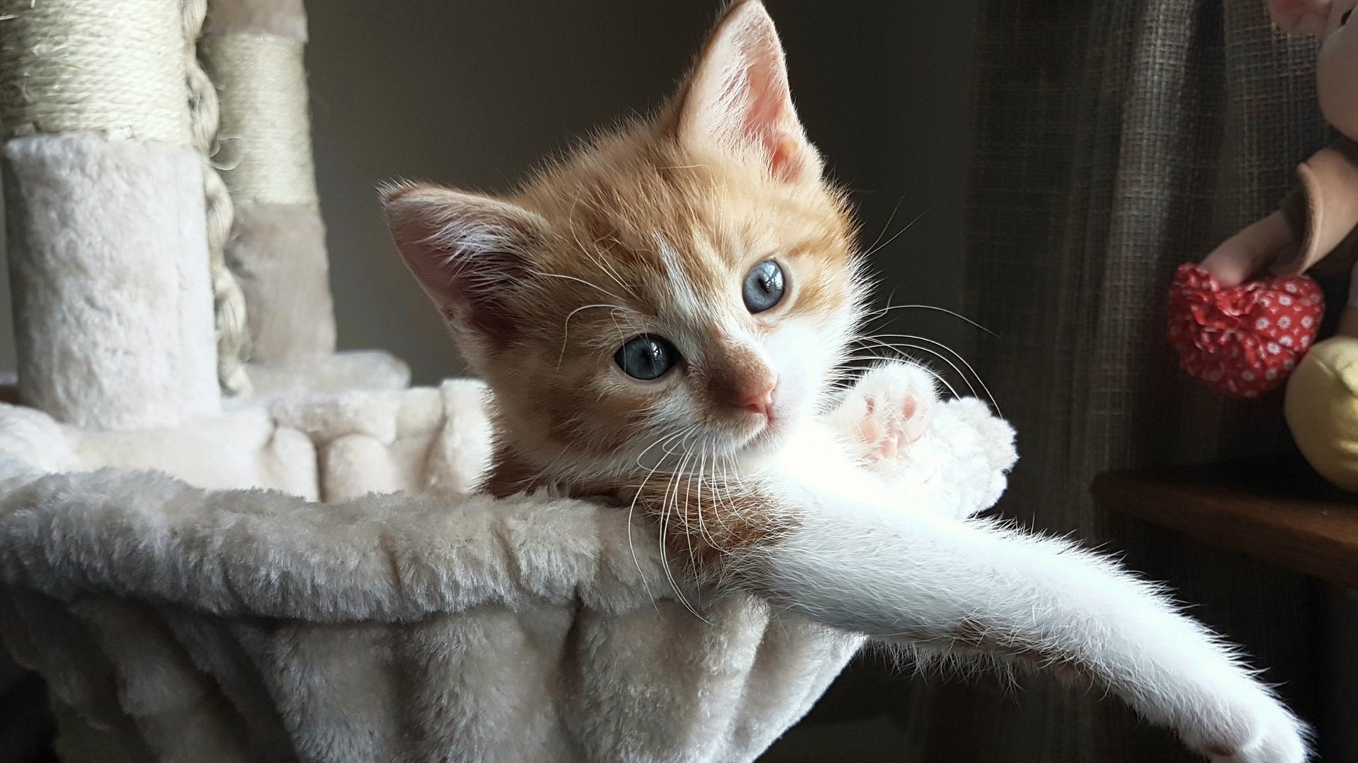 开云官网APP下载-中国男篮优化轮换配置提高替补效率，中国男篮选拔