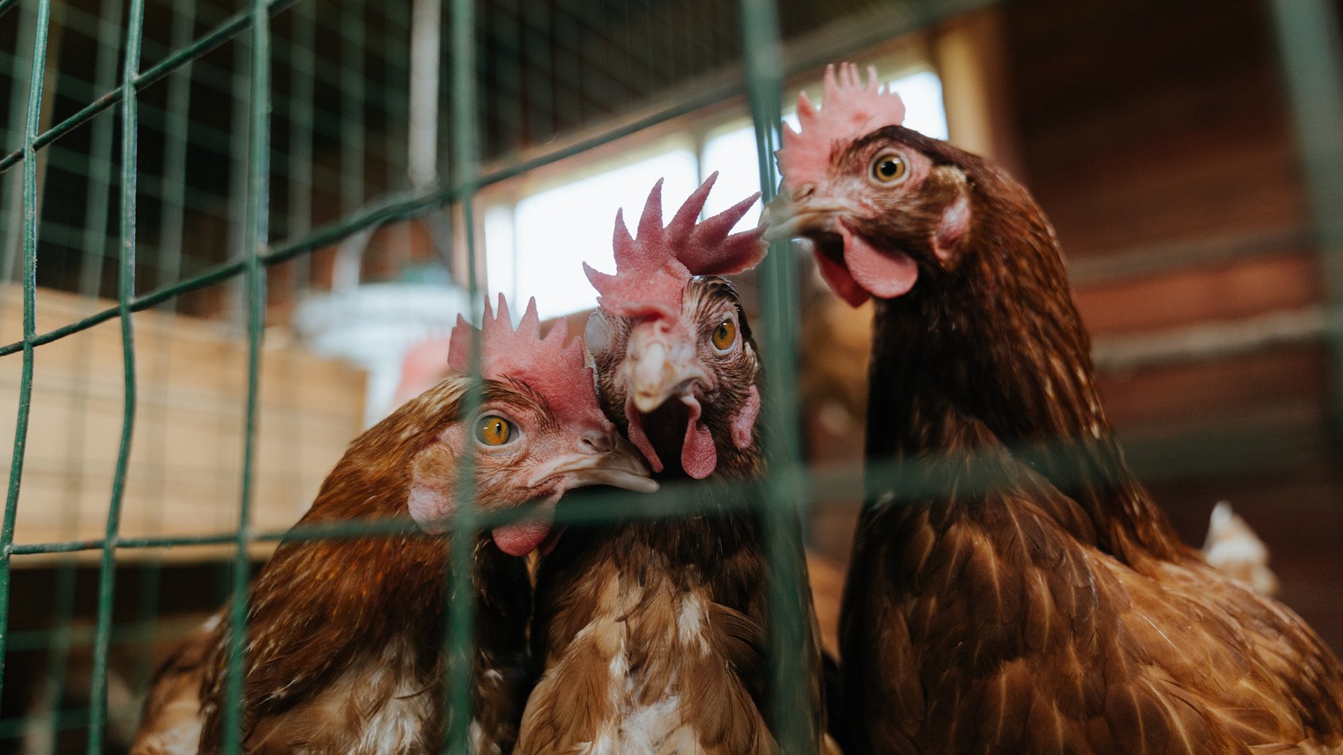 开云中国-深圳领航队主力球员复出状态回暖，深圳领航篮球