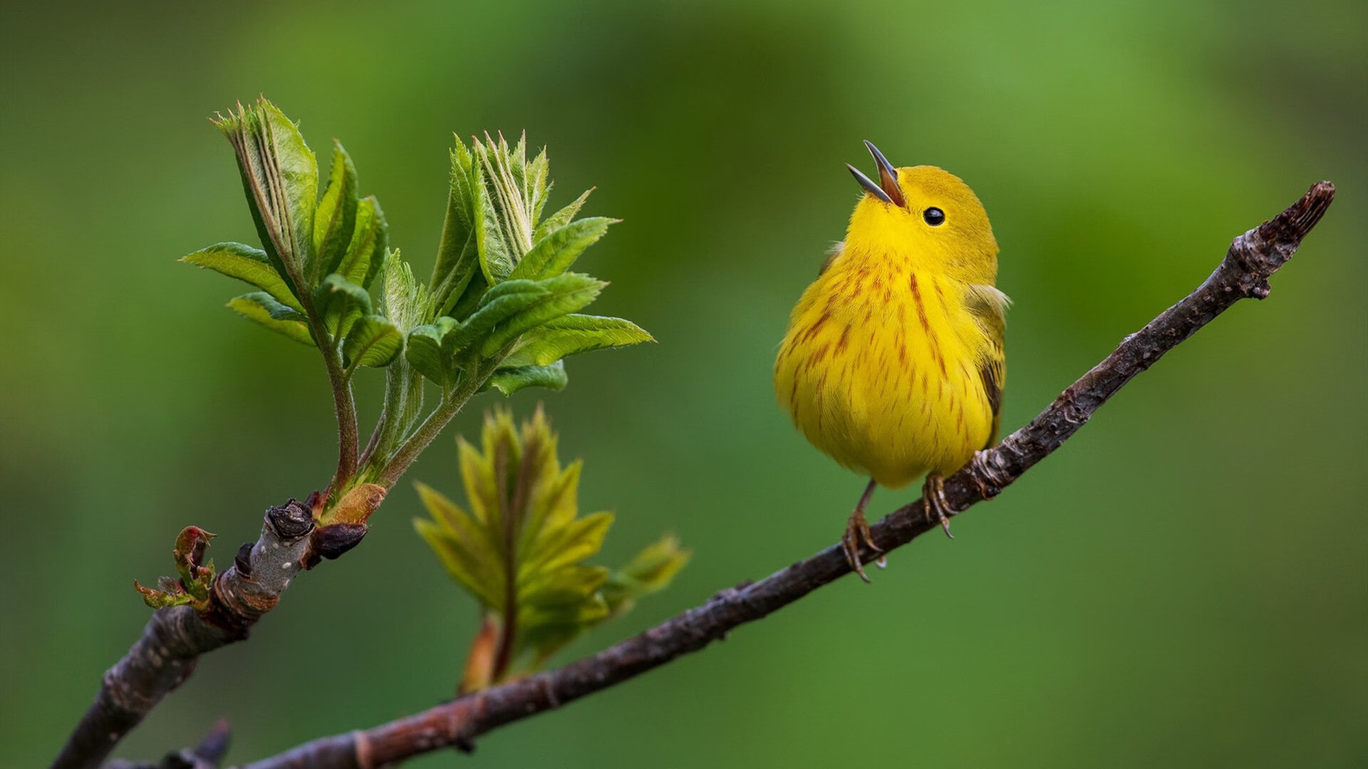 开云官网APP下载-中国女排副攻组合逐渐形成稳定配置，中国女排副队长是谁