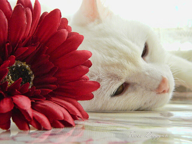 KAIYUN 中国大陆-国际篮球交流活动在沪举办助力中国球员对话世界，国际篮球协会