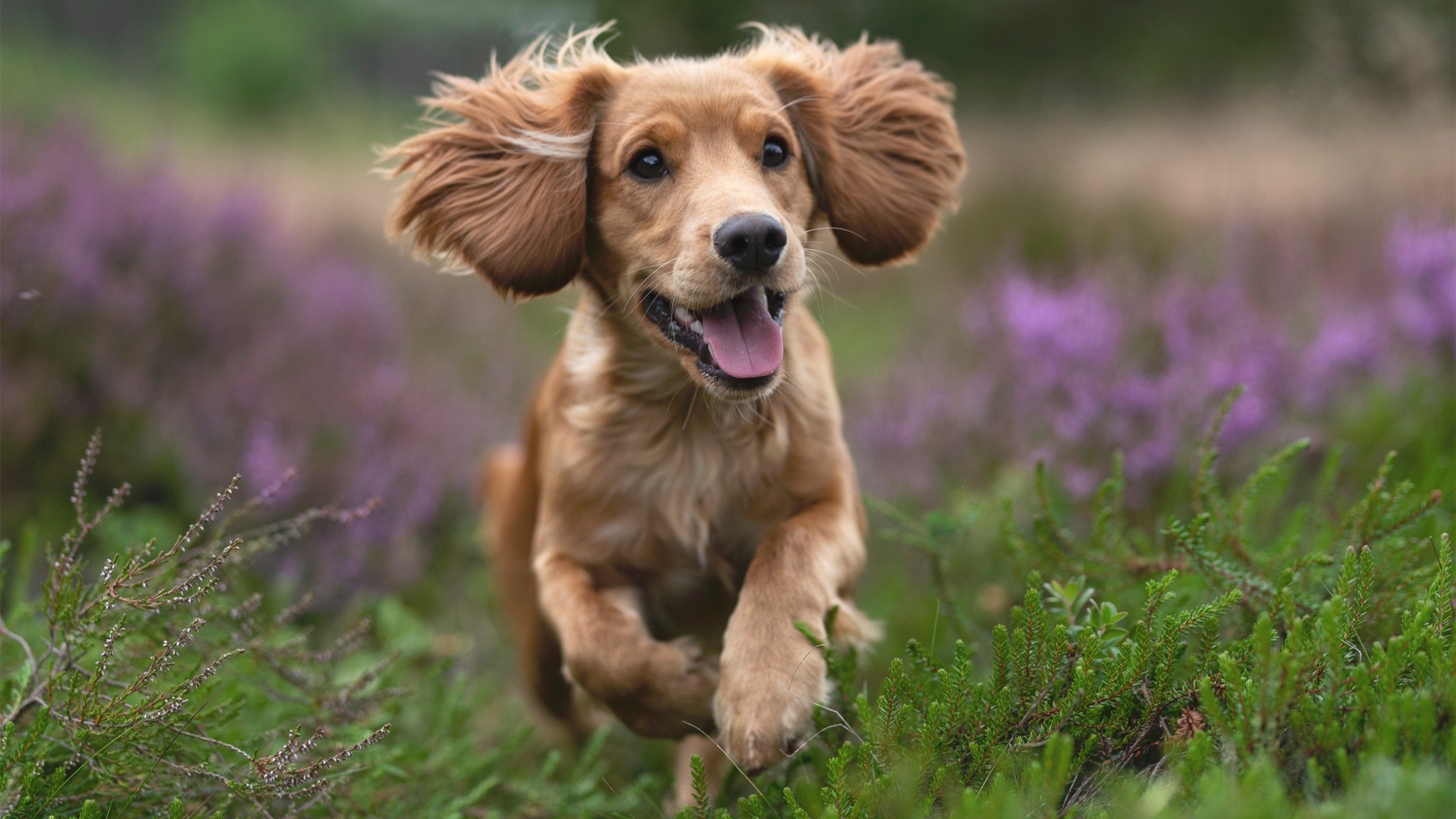 kaiyun体育app-意甲快速反击:瞬间突破,场面壮观!,意甲意甲