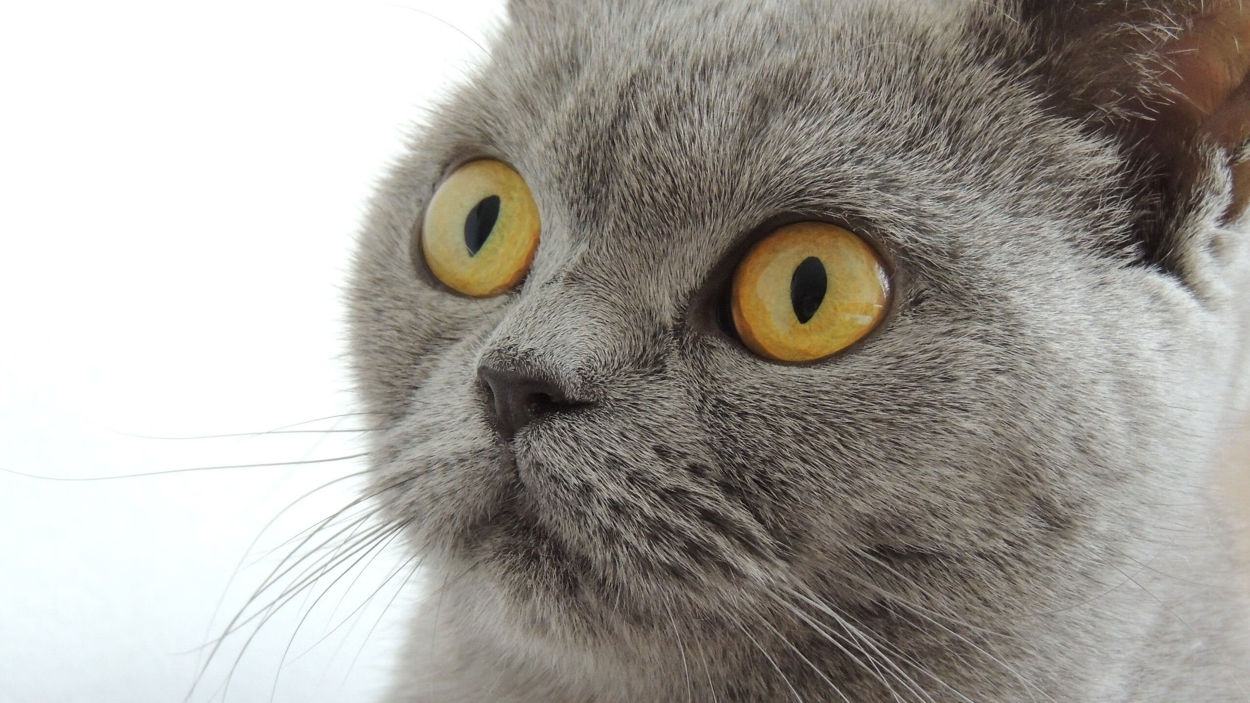 开云官网-Tanaka 多次长距离接球得分