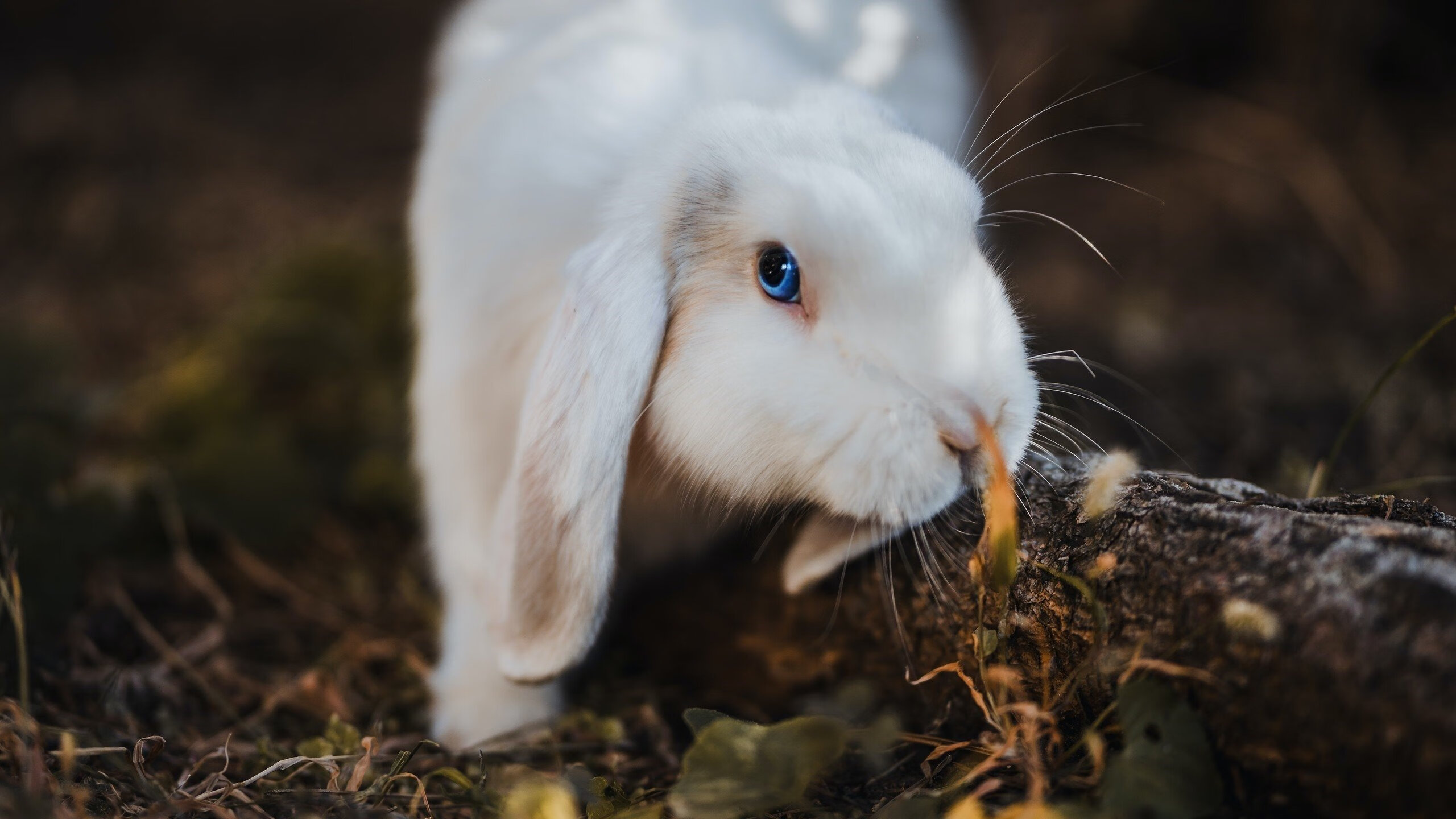 开云网站-三天连打18场,欧冠热度全面爆发!,欧冠打几场